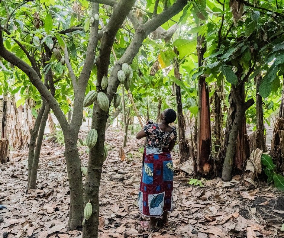Enesti Jacobu Mwabusega is a cocoa farmer harvesting cocoa fruits on her farm.

Location: Mababu Ward, Kyela District, Mbeya Region, Tanzania.