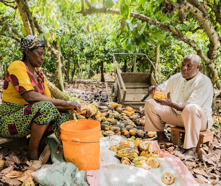 Mzinala S. Lutolo and her husband work together after harvesting the cocoa fruits from their farm. He cuts the cocoa fruits in half, and she removes the cocoa beans from the cocoa fruit and fills it in the bucket.

Location: Mababu Ward, Kyela District, Mbeya Region, Tanzania.
