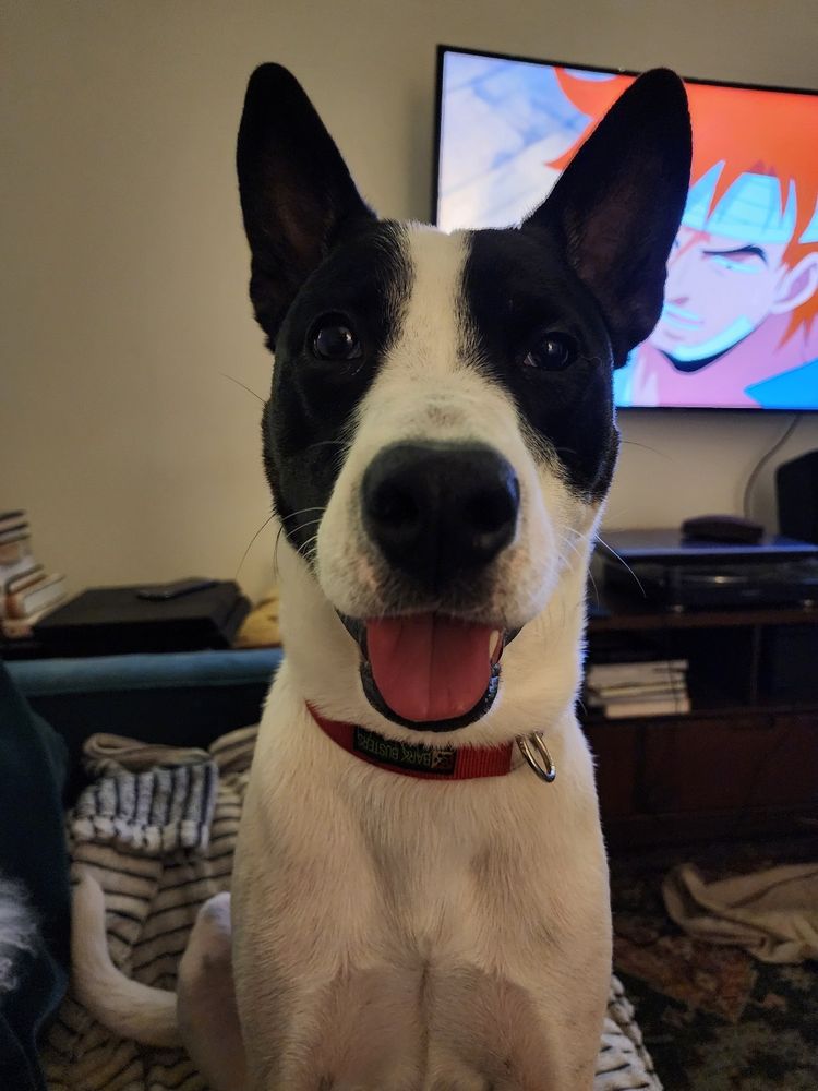 photo of a dog looking directly into the camera with its tounge out