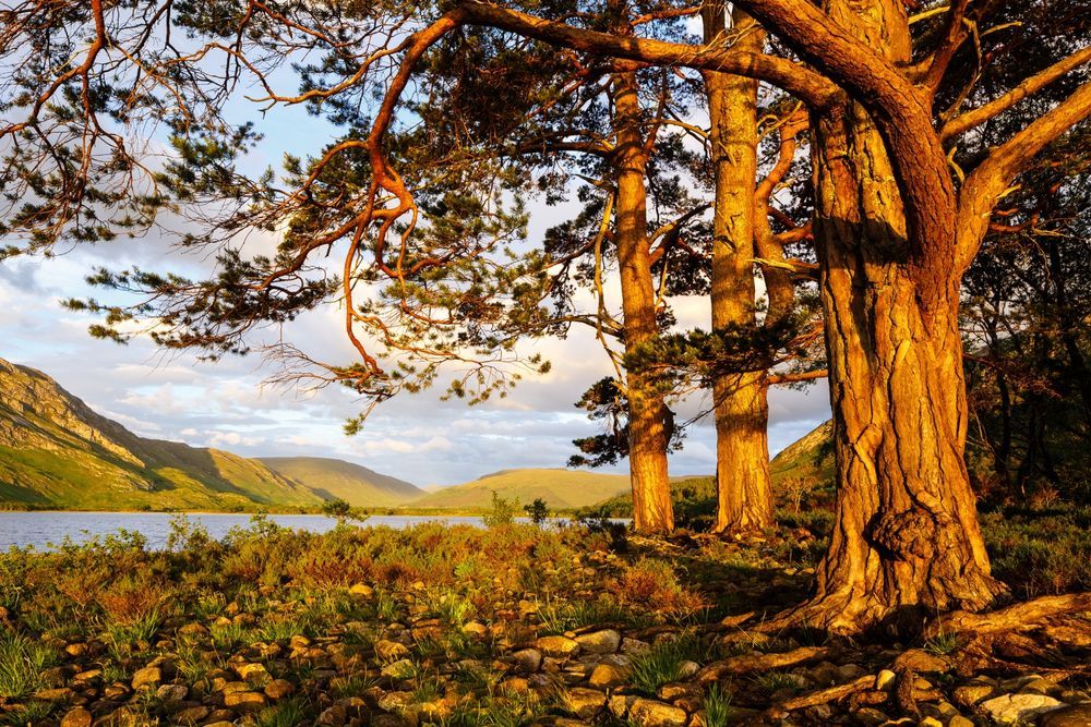 Sunshine on Scots pine trees at the edge of a loch