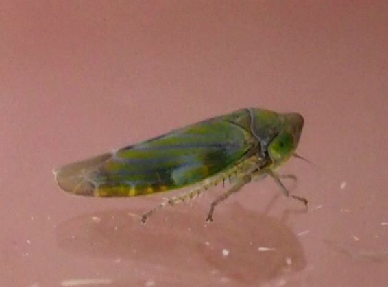 Liguropiajuniperi, possibly new to North Essex (VC19), from a local churchyard