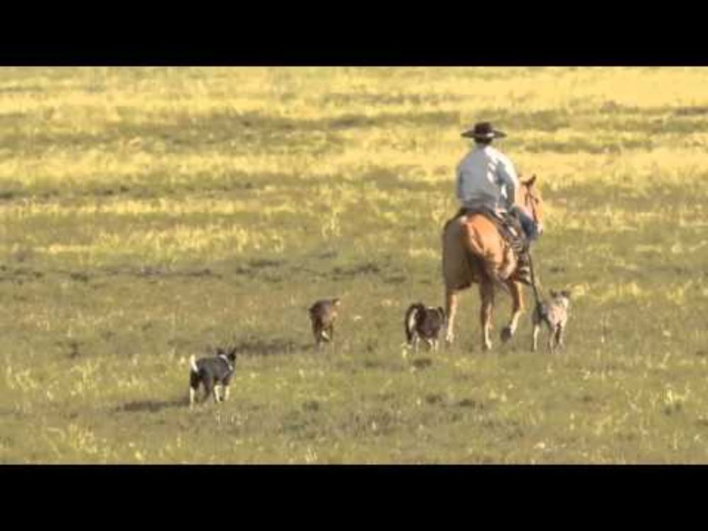 Que diacho! Eu gostava do meu cusco - Odilon Ramos - Poesia Gaúcha