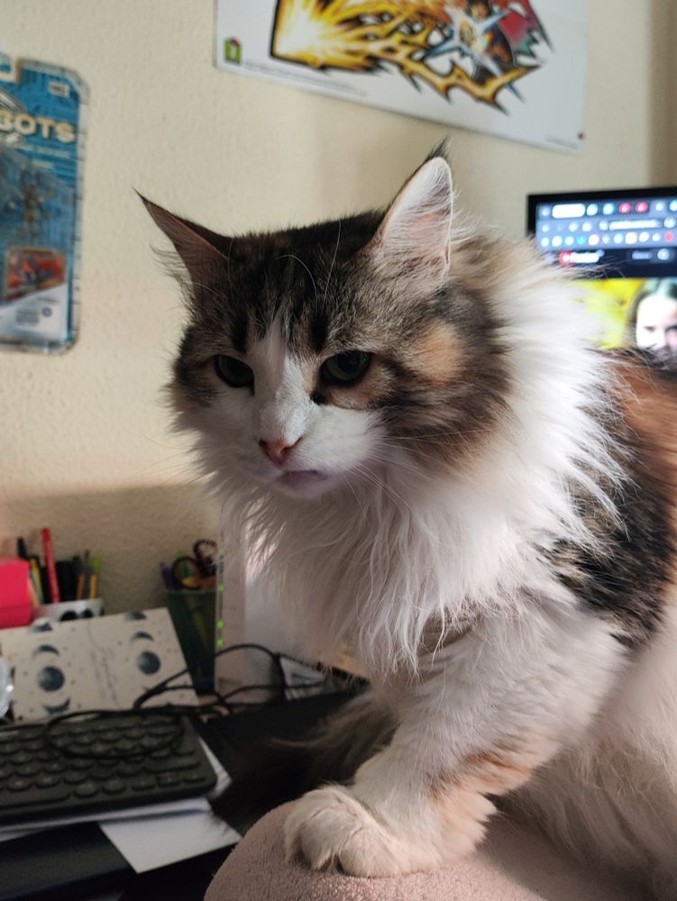 La gata Queen mirando con evidente desprecio.