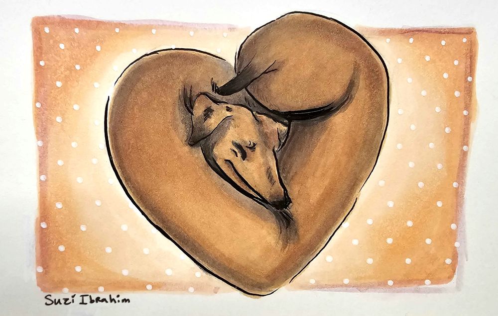 A weiner dog sleeping in the shape of a heart. 