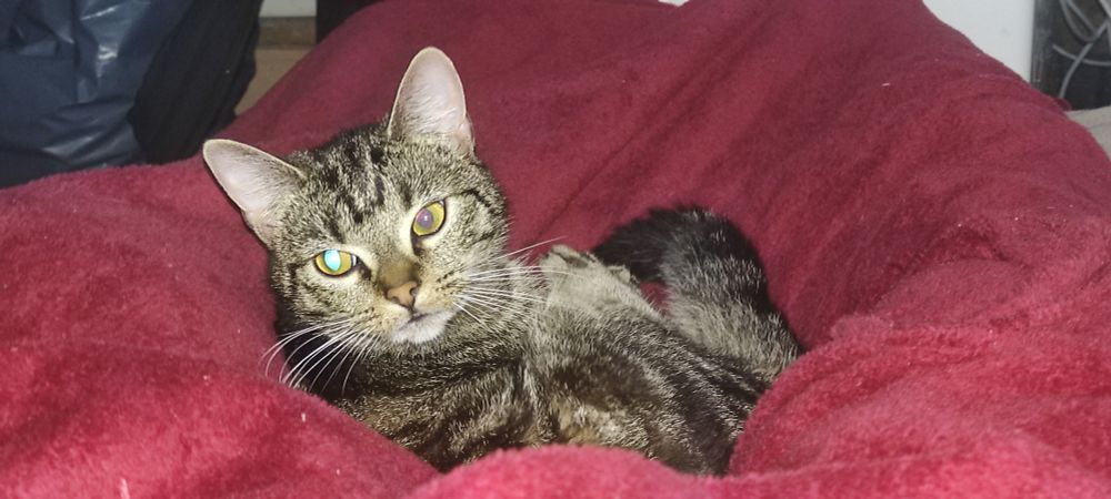 A cat, blissfully unaware of her impending vet visit