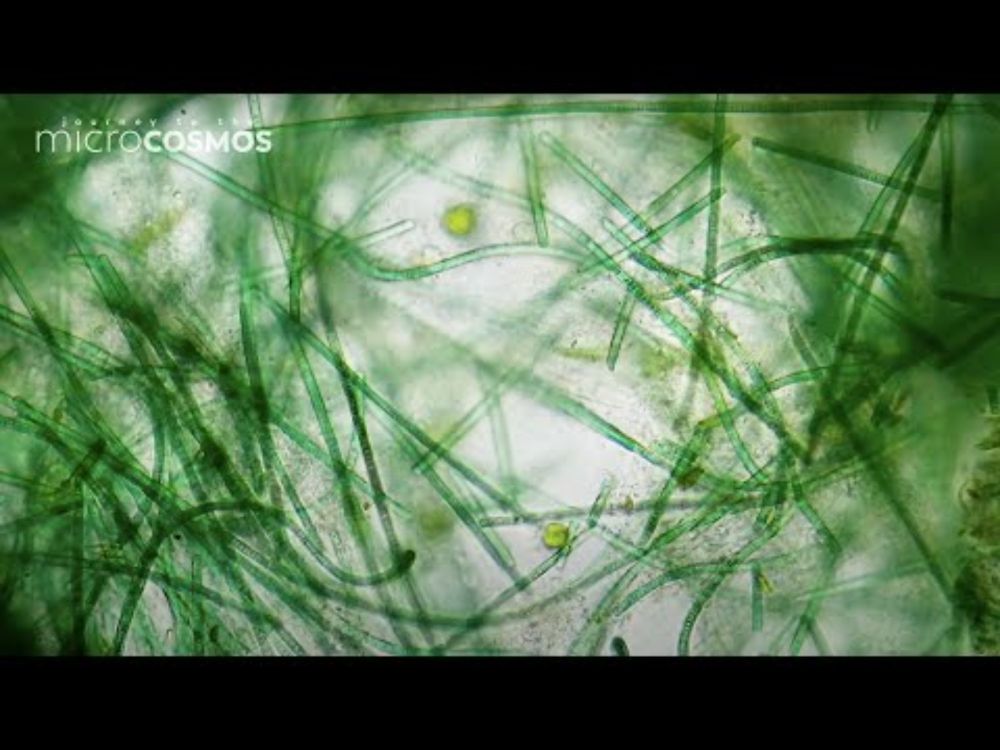 infinite microcosmos 🔬 lofi microbes to relax/study to