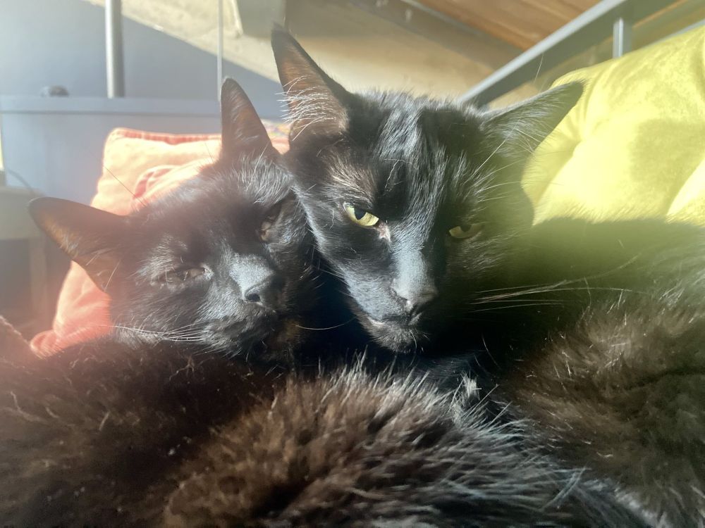 A close-up photo of two identical-looking green-eyed black cats with their cuddled up with their faces right next to each other. These goblins sleep together this way and it's very cute.