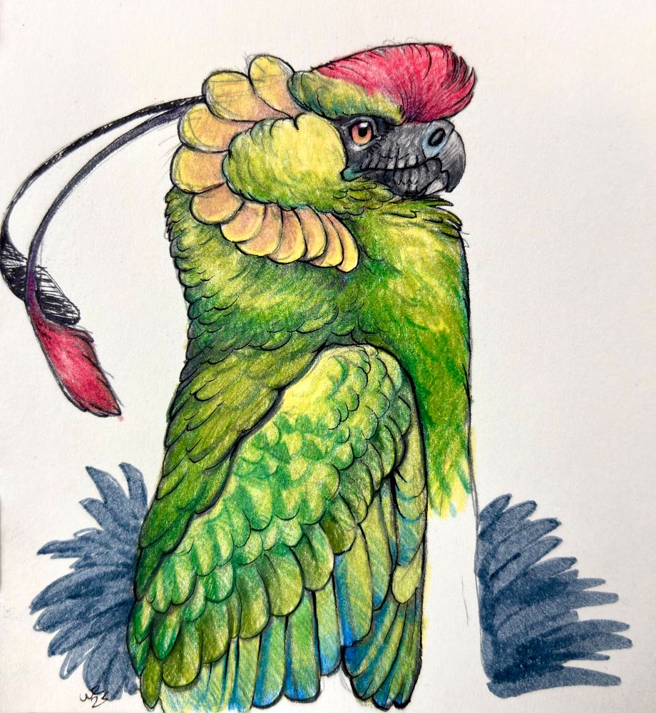 A feathery dragon based on a horned parakeet glares to the right while being scrunkled into a very disgruntled rectangular shape. It’s also done in coloured pencil.
