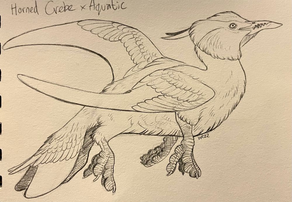 Another uncoloured sketch of a birdy dragon; this one is themed on a horned grebe and is kind of just floating there, chill.