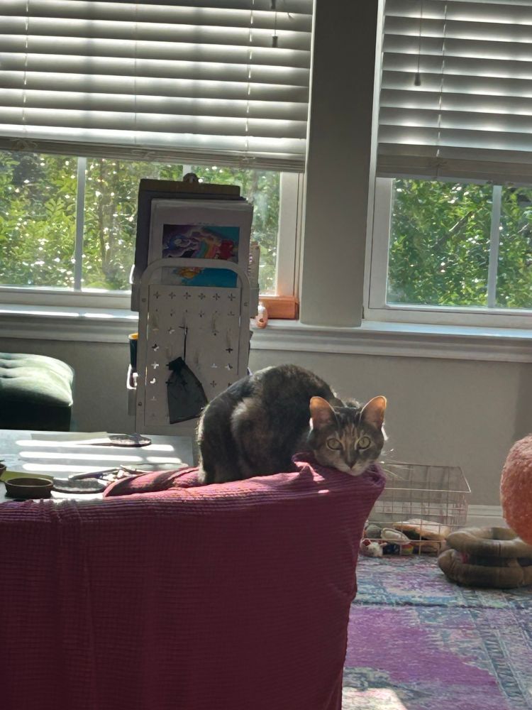 Light colored stripey car but she looks dark actually because of the lighting laying loaf style on the arm/top of a chair and her chin is flat to the chair too. 