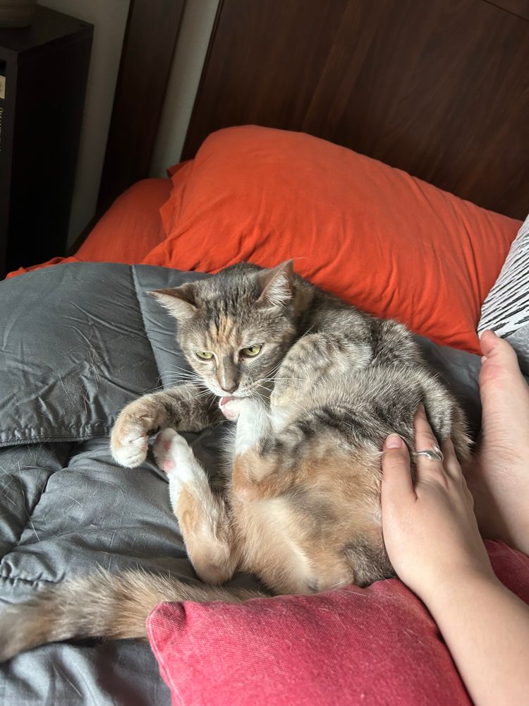 A light stripey cat curled up and it looks like she’s chewing on her toes