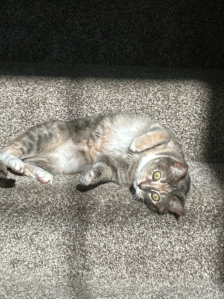A silly light multicolor cat wriggling around on carpeted stairs