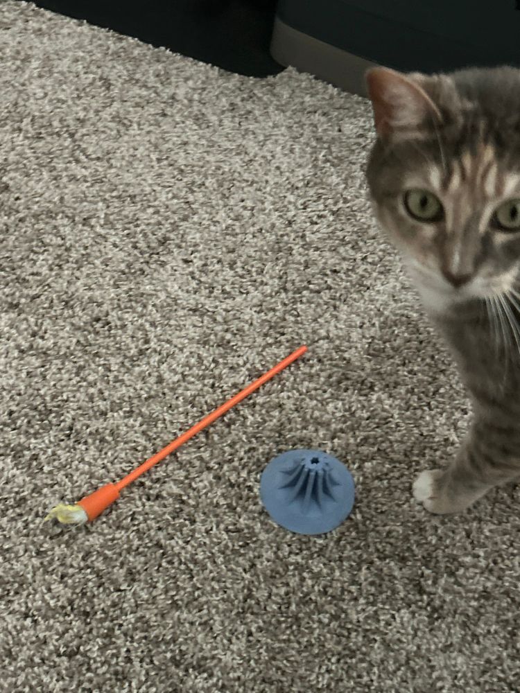 Same cat innocently standing next to a toy in two part. One part is an orange plastic stick. And the other part is a shitty silicone stand that is supposed to suction to a surface and hold the stick. It is missing a bite out of it. 