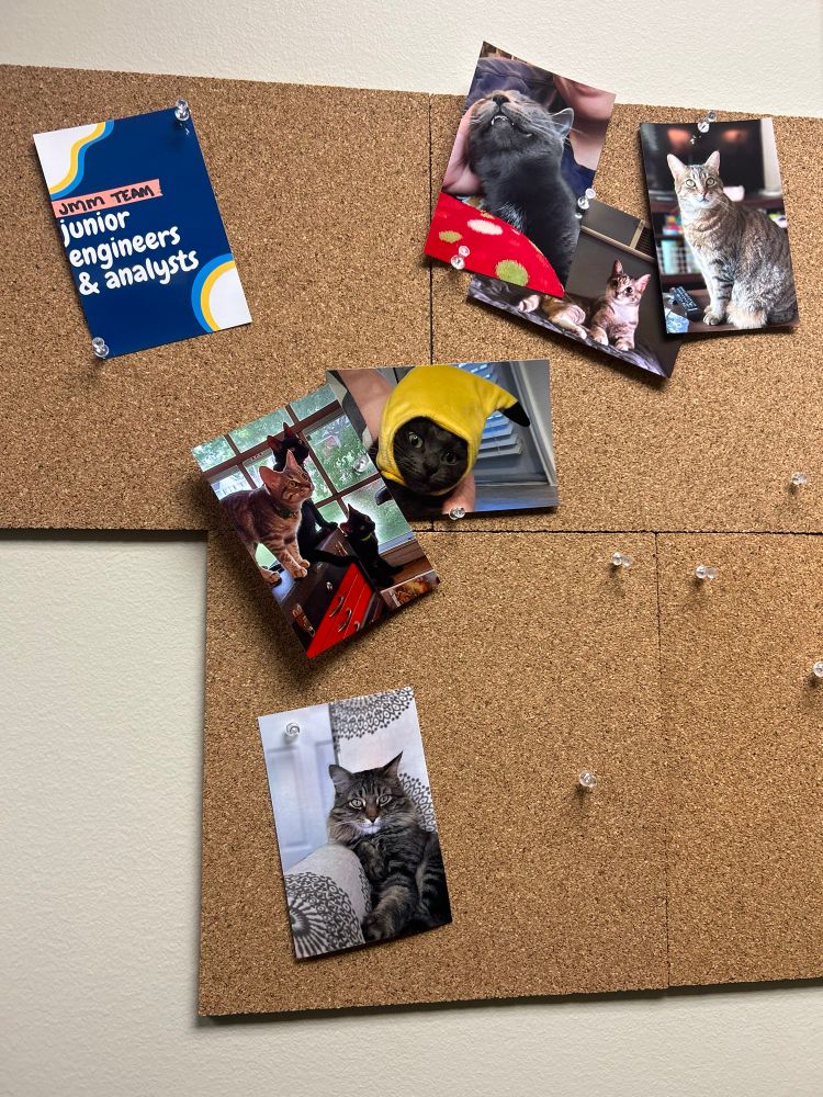Squares of corkboard on a white wall with cat photos tacked on. There’s a little sign that says “junior analysts and engineers”
