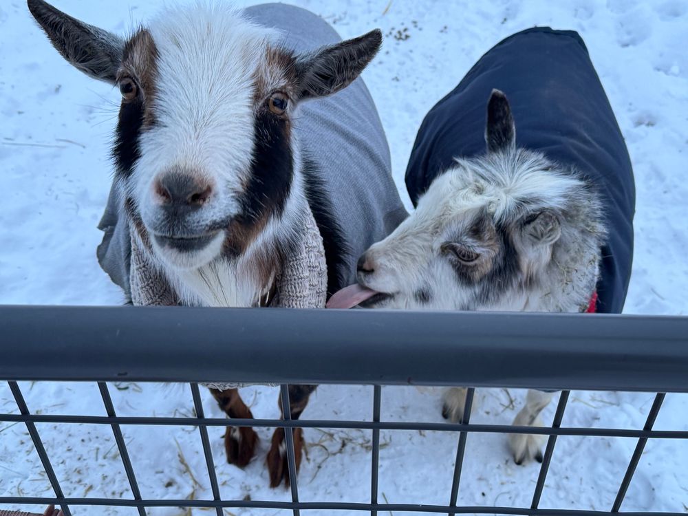 Two Nigerian Dwarf goats are standing on the other side of a metal gate from the photographer. Both goats are wearing jackets and scarves and there is snow on the ground. The goat on the left is looking straight at the camera with perky ears and an expression of interest. His face is brown along the sides, including his ears, with a wide white swath from the top of his head down the front. The goat on the right has a white face and head with some dark splotches. Her head is turned towards the other goat and her pink tongue is out to lick the other goat’s scarf.  The tip of her tongue is on the scarf. 