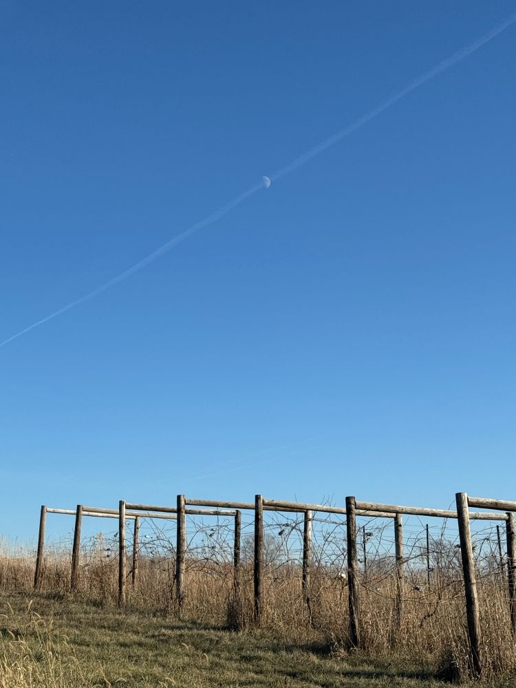 Several wooden posts in a row with grape vines slumbering on the wire beneath them, and thick grasses sprouting up from the ground. In the bright blue sky above, the wispy white contrail from a jet runs diagonally up from the horizon, perfectly overlapping the visible half-moon in the sky so that it looks like the moon is on a visible path. 