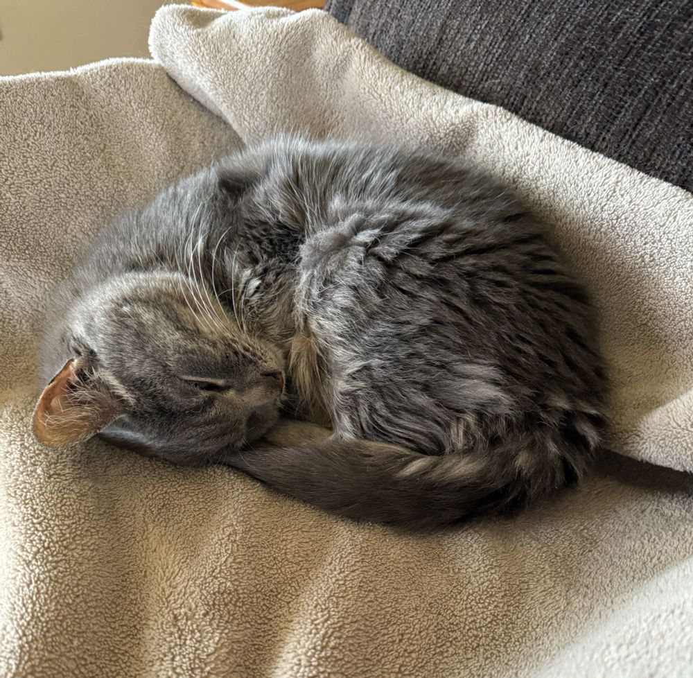 A small gray tabby cat with curved white whiskers is curled up asleep on a beige blanket. Her feet are all tucked under her and her head is resting on her tail. She is curled towards the camera so her face and one ear can be seen clearly. 
