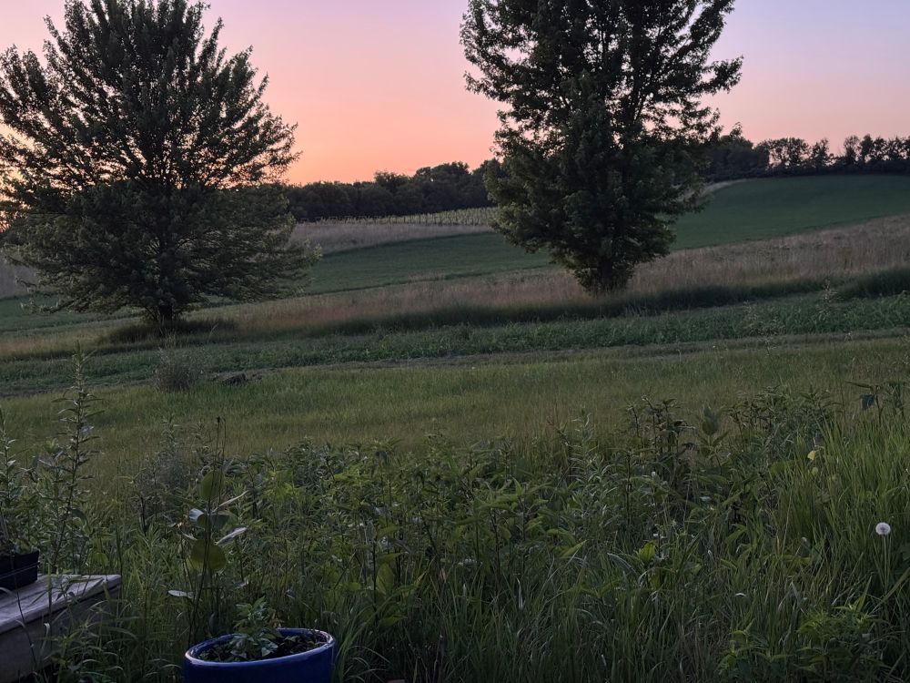 A midwestern prairie with two tall silver maple trees in the mid ground, many trees in the far corner, grass and a potted basil plant in the foreground. The sky is still light pink even though the photo was taken after 9 pm. 