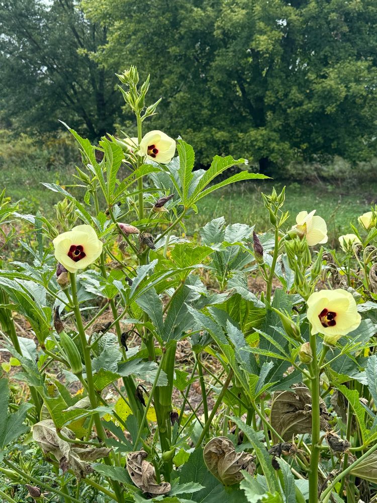 A few green okra plants with several open flowers. The flowers are cone shaped with several layers of petals making up the cone. Those large petals are a pale yellow. Deep inside the cones is a deep magenta band on each inner petal, which together form a hexagon shape surrounding the stamen. 