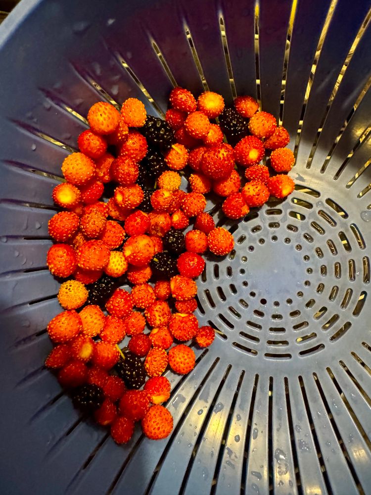 A blue colander with two handfuls of tiny red wild strawberries, with a few dark purple mulberries mixed in. 
