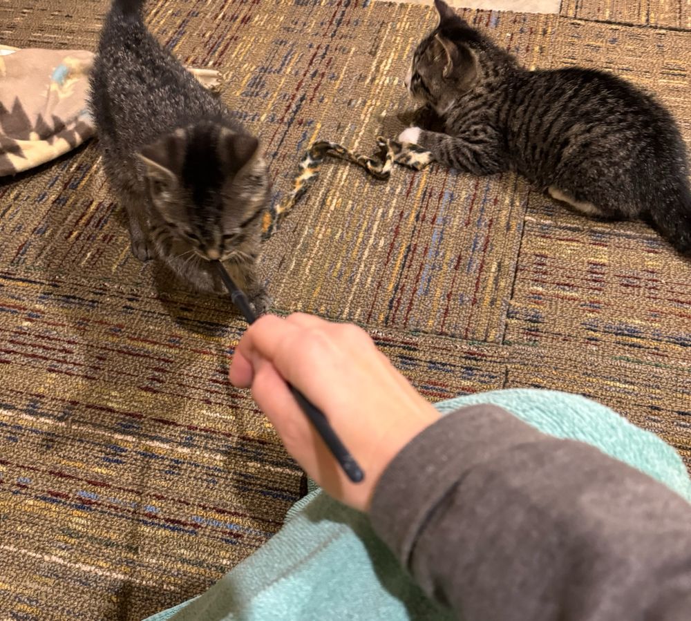 A human hand holds out a long plastic stick with a long fleece ribbon on the end. One tabby kitten is holding the stick while another tabby kitten plays with the ribbon.  Both are happy and having fun!
