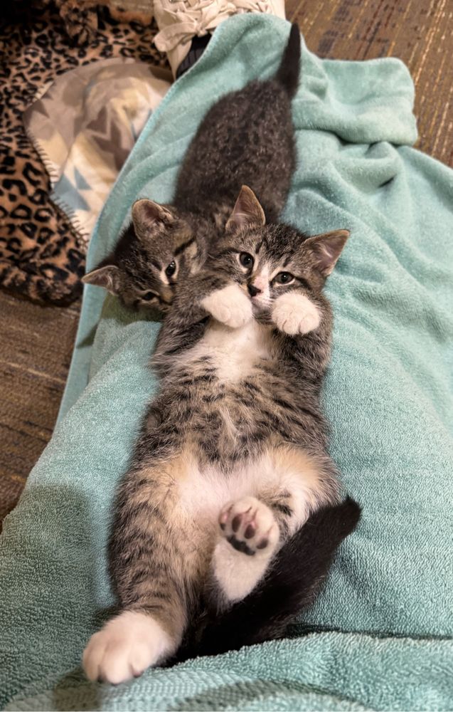 Two nine-week old brown tabby kittens lay on a towel-covered lap. One is on its back in the foreground, looking straight at the camera with its front white paws raised and curved downward. There are also white patches on its belly. The other kitten is further back, and turned right-side up. He does not have any white markings and is a little smaller than his brother. Both are very cute. 