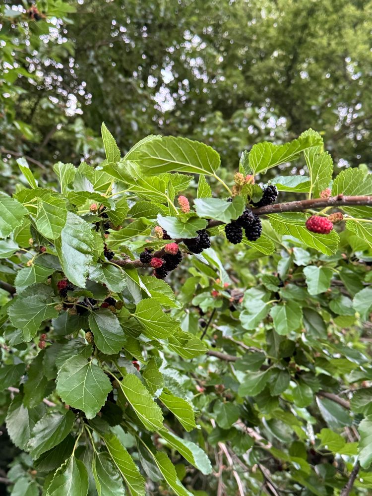 The branch of a mulberry tree with glossy green leaves, laden with unripe red berries and ripe deep purple berries. 