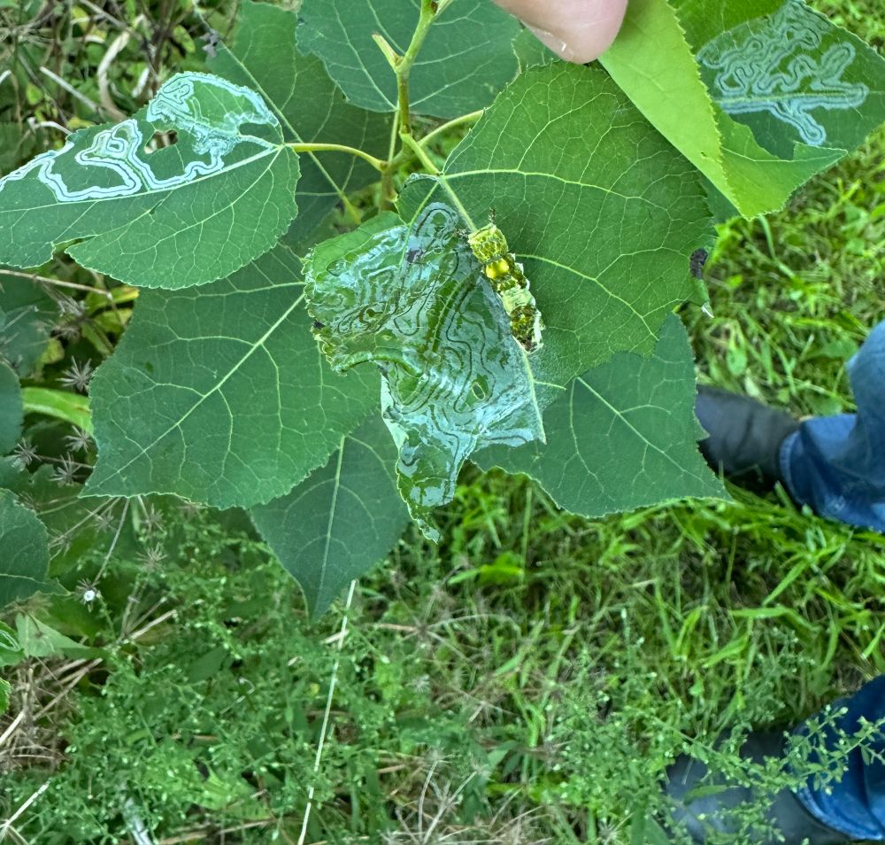 A poplar sapling with many green leaves. Two of the leaves have a silvery pattern on them. One of those leaves also has a bright green worm-like insect. The worm has two yellow bumps sticking out of its back. 