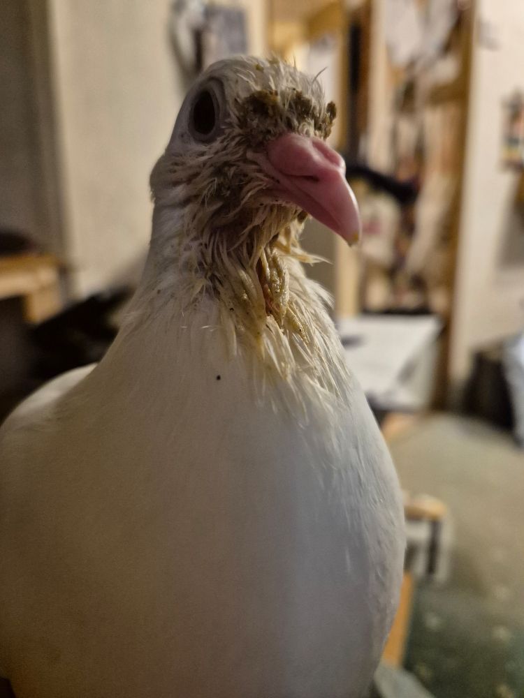 A white baby pigeon with the feathers around his beak coated in chick mash.