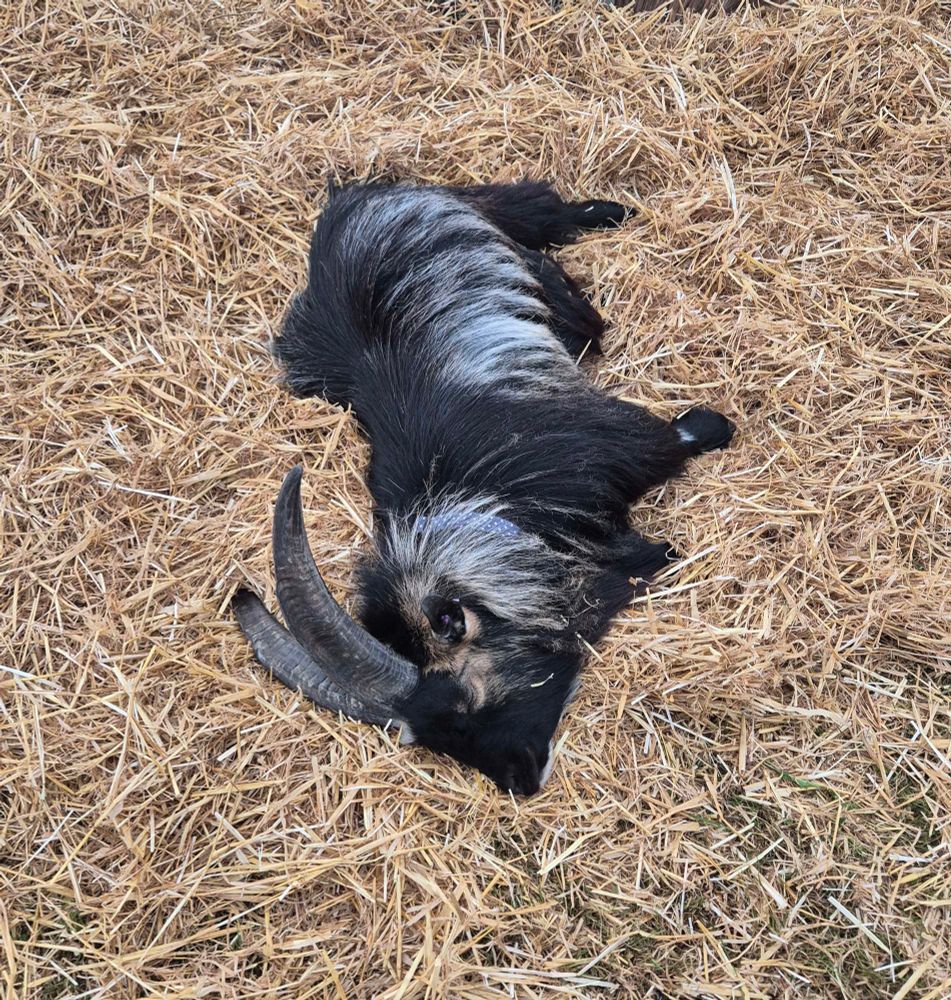 A grey and black pygmy goat lying flat out in a bed of straw.