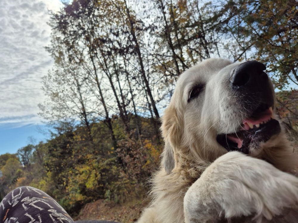 A white dog is smiling with trees and blue sky in the background. 