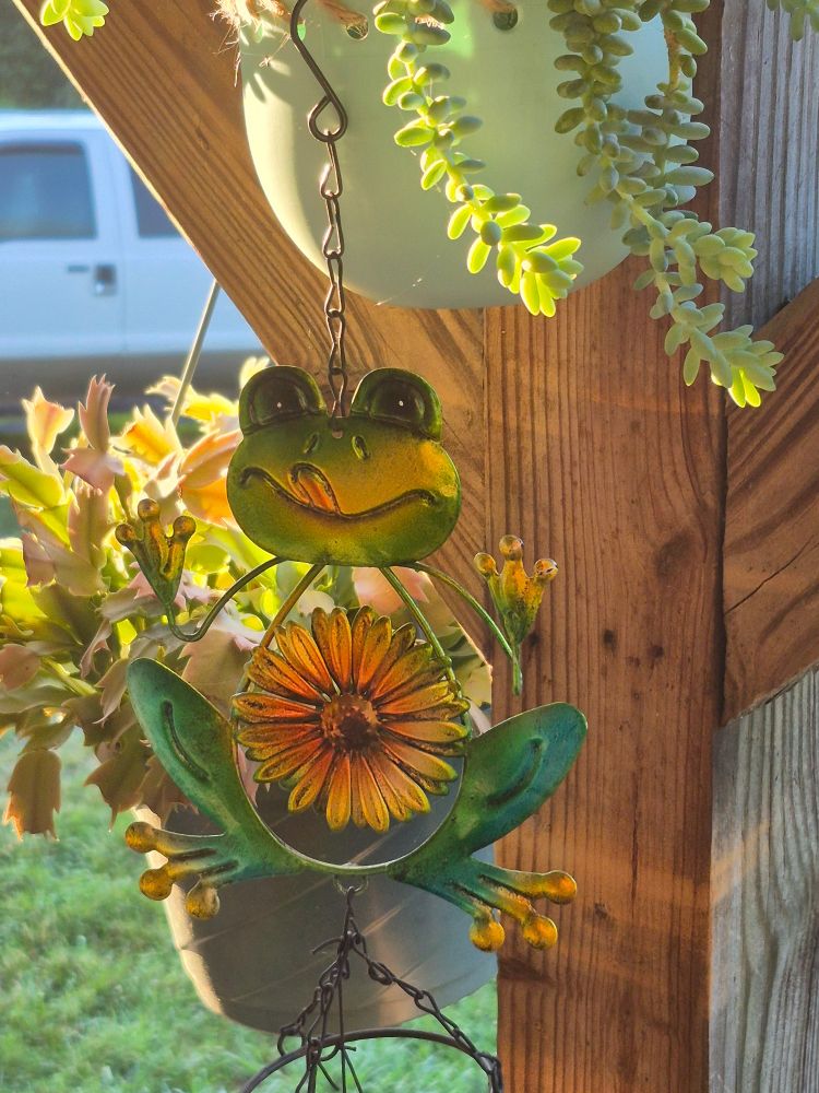 Hanging pots with donkey tail plant and Christmas cactus and a cute green frog with a sunflower on his belly in the early morning sunrise. 