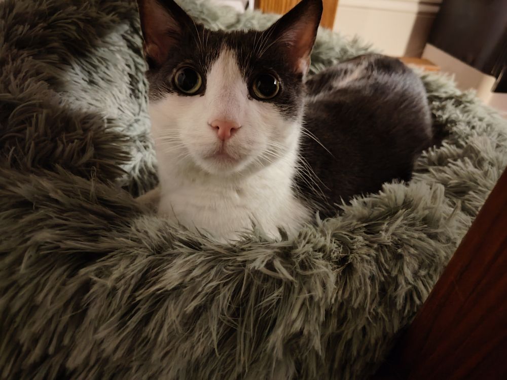 a very wide eyed gray and white cat sitting on a fluffy green cat bed