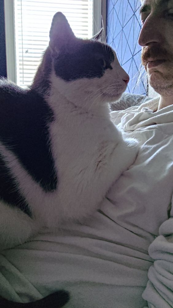 a guy sitting on a couch with a big gray and white cat sitting on his stomach and chest 