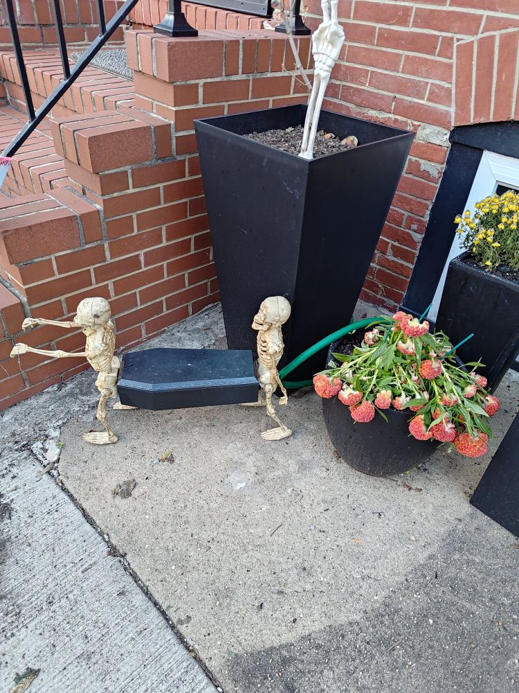 among potted plants in front of a house, two minitur skeletons standing in line with a coffin between them.  the coffin is attached to the skeletons from ones butt to the others pelvis
