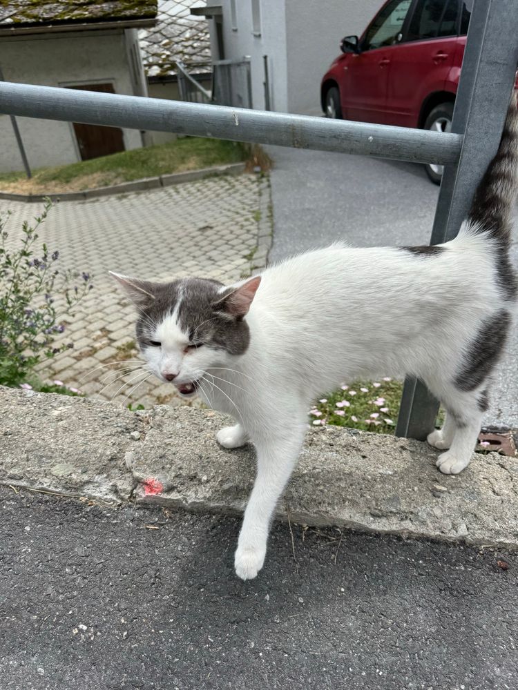 Village cat meowing begging for pets