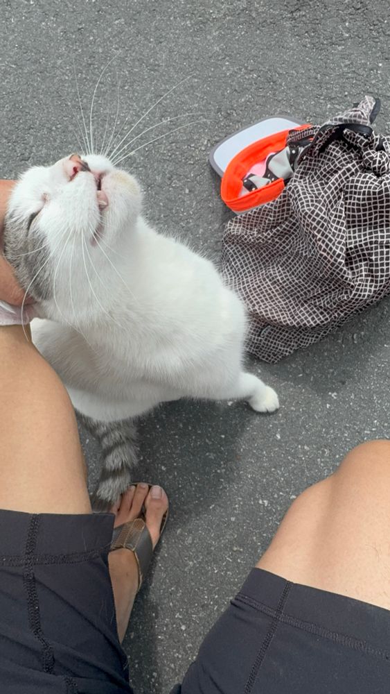Village cat in ecstasy 