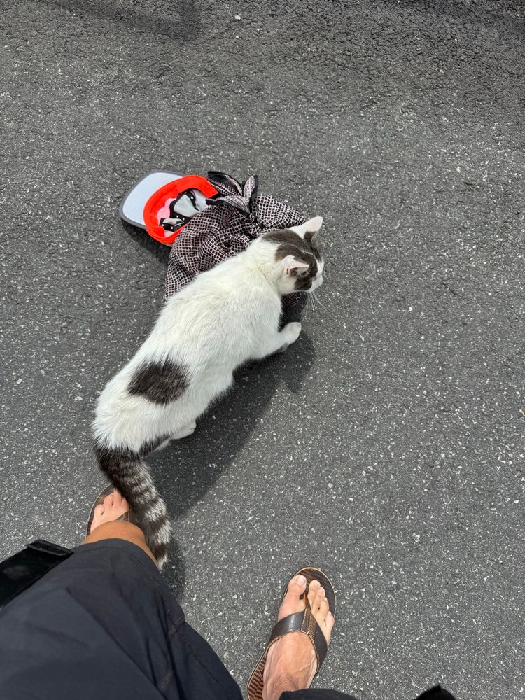 Village cat leaving its odour on my bags