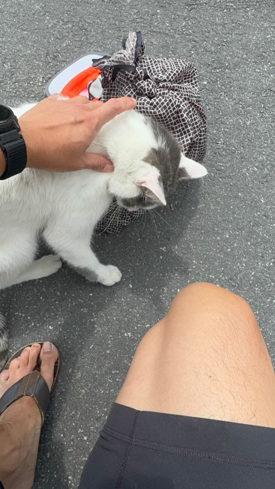 Petting village cat
