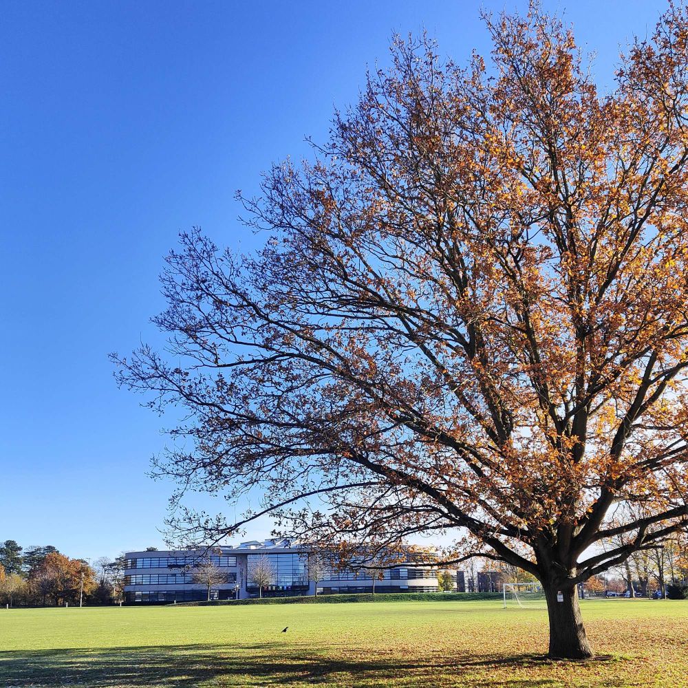 Blue sky with tree in foreground loosing its golden leaves on a field with large building in bacogound