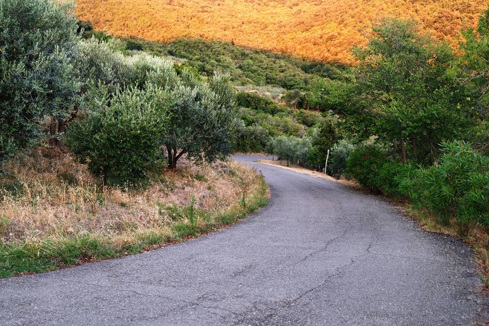 A road crosses through green trees and a yellow, sunlit forest in the background.