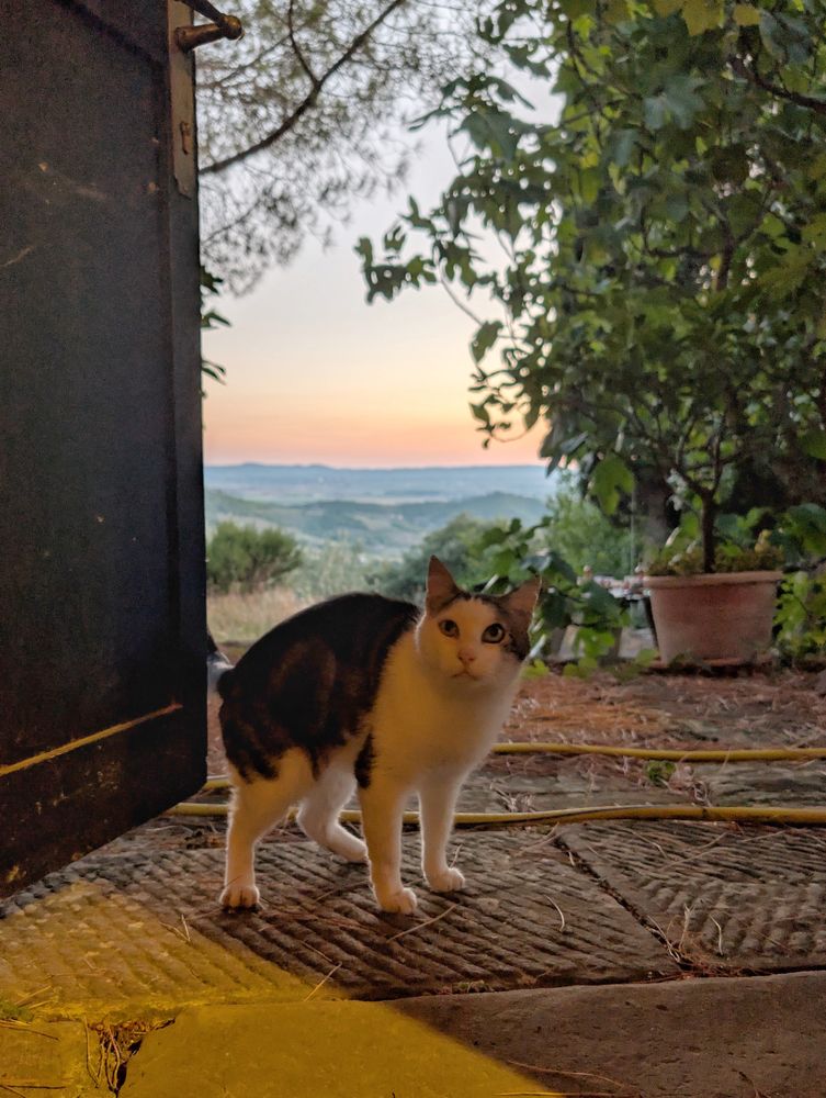 A black white cat stands in the doorframe, looking at the camera. Behind the landscape of Toscany 