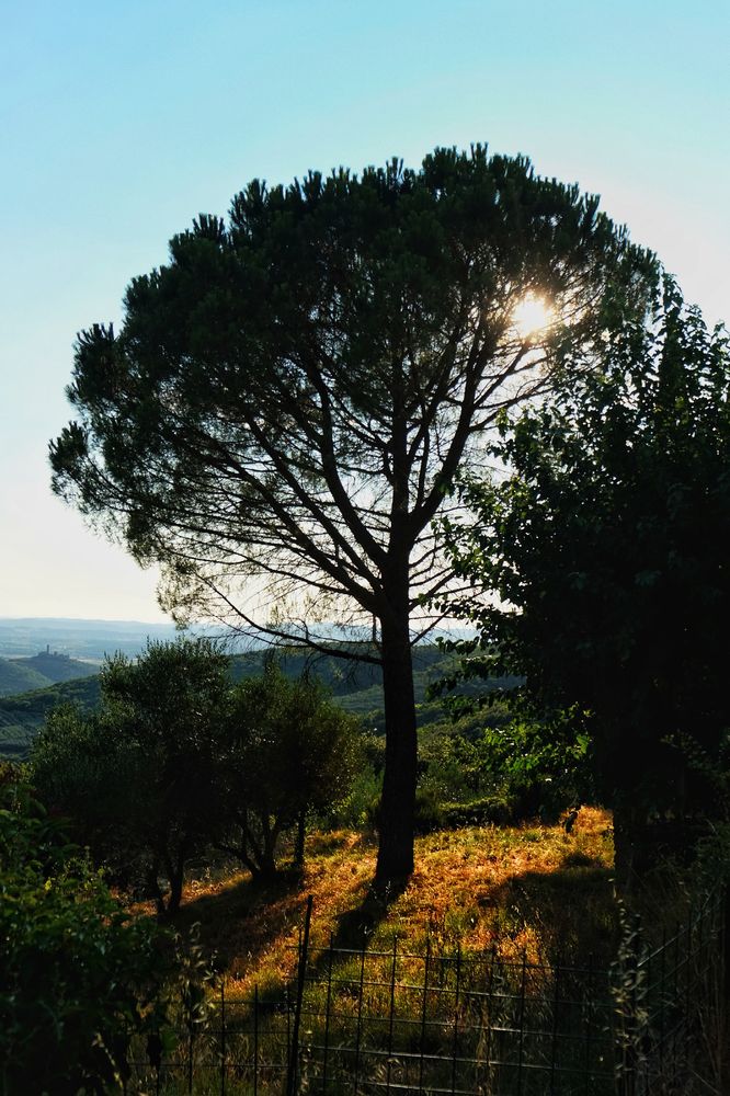 Sunlight streams through the branches of a large, silhouetted pine tree on a hillside, with other trees and a distant landscape under a bright sky.