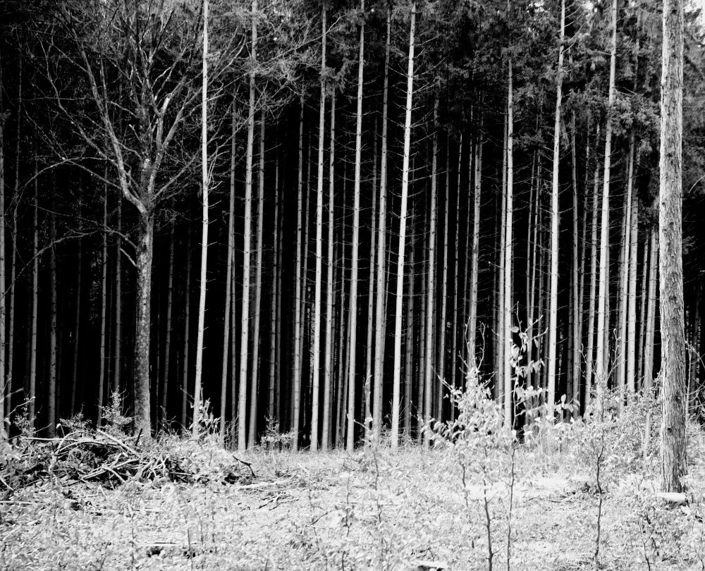 High contrast black and white photo of a line of white trees in front of a dark forest.