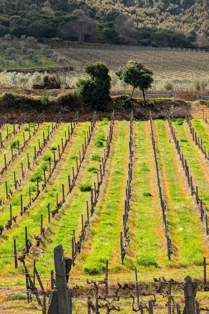 Green vineyard with dark trees in the background.