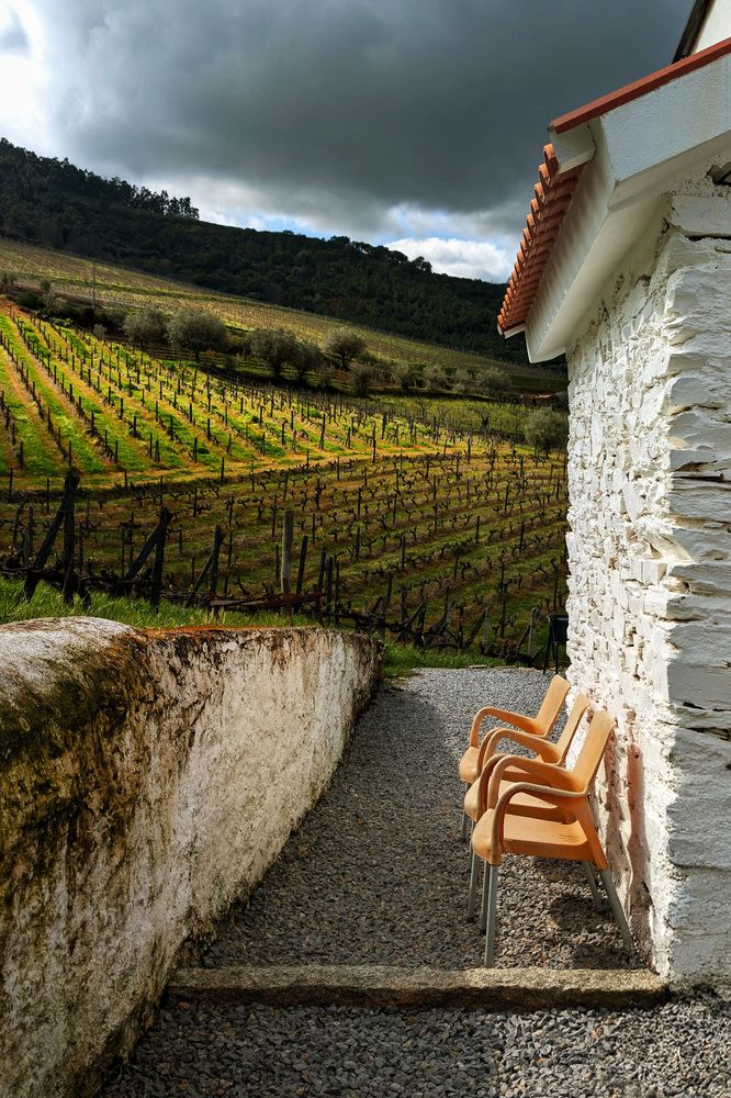 Sun shines on a green vineyard on the top left of the image. A white wall with three orange chairs on the right.