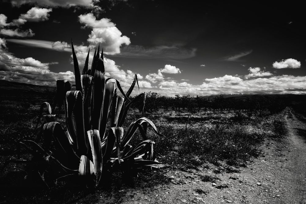 Black and white photo of a desert landscape with a cactus on the left of the image and a snow covered mountain range on the horizon.