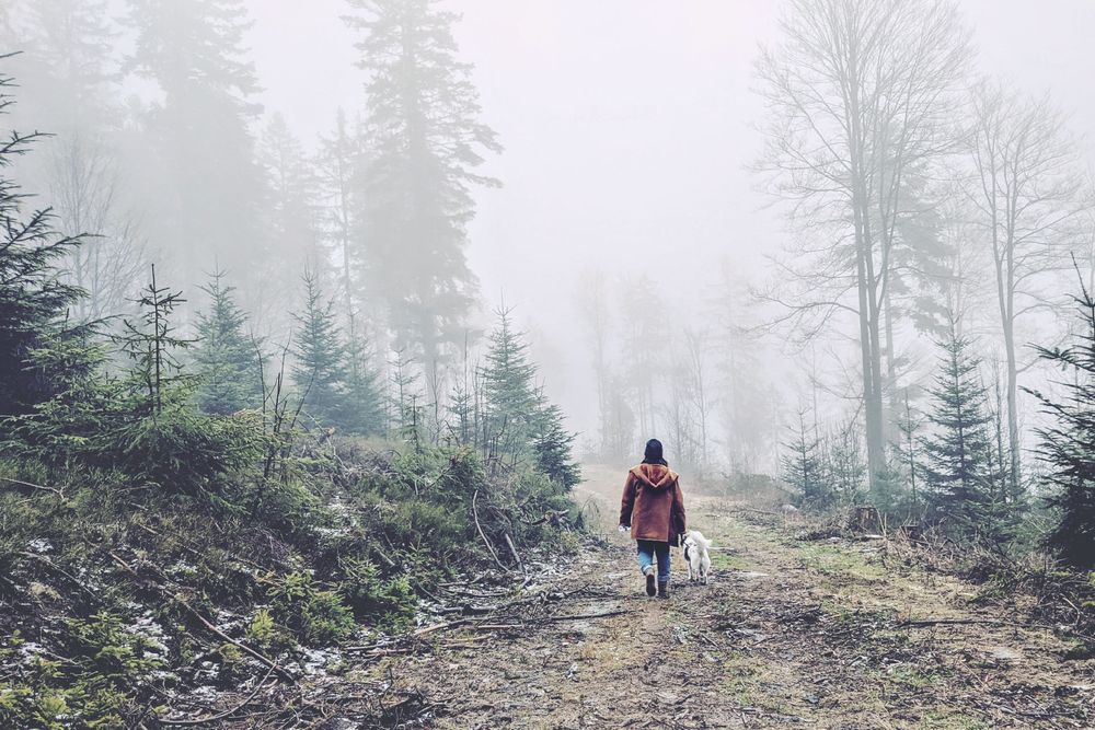A lone person and a white dog walk away from the viewer down a misty path through a forest.
