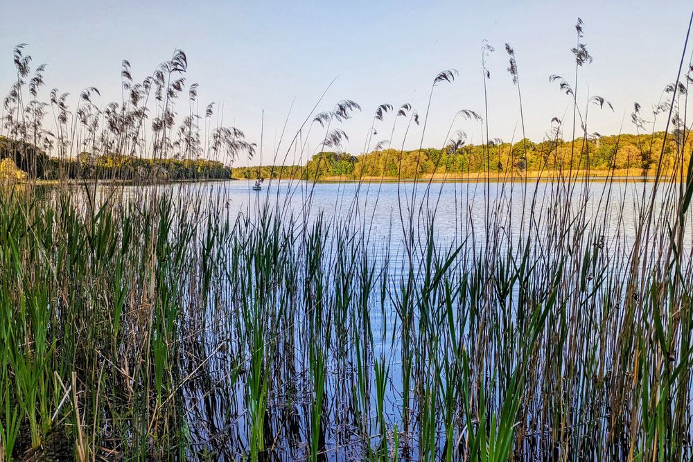A calm lake with reeds in the foreground and a boat in the distance.
