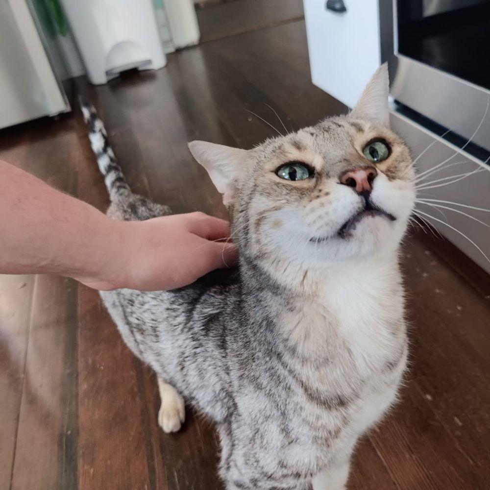 Cat being pet 